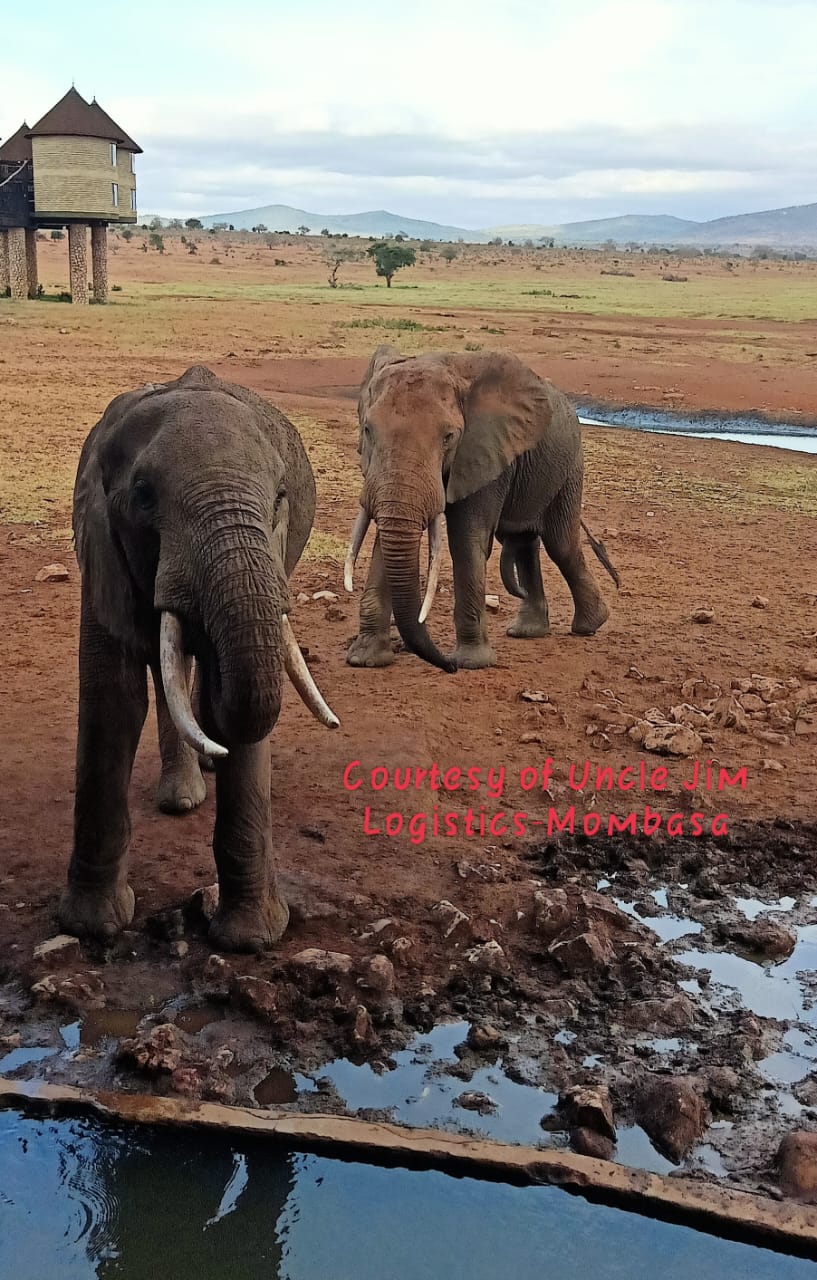 Tsavo Park safari animals Kenya